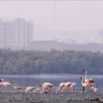 Photo-Flamingos