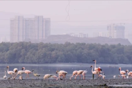 Photo-Flamingos