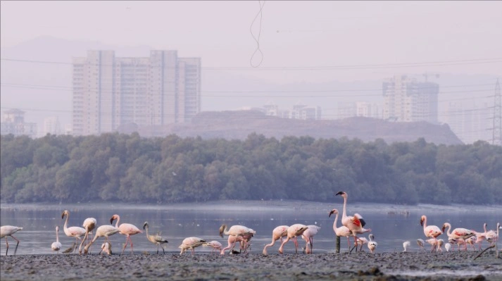Photo-Flamingos