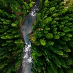 New Forests