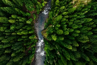 New Forests