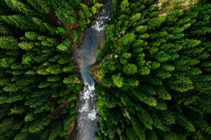 New Forests