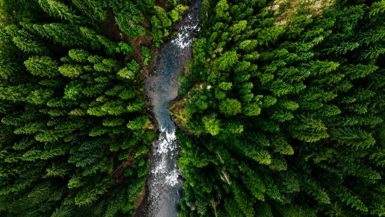 New Forests