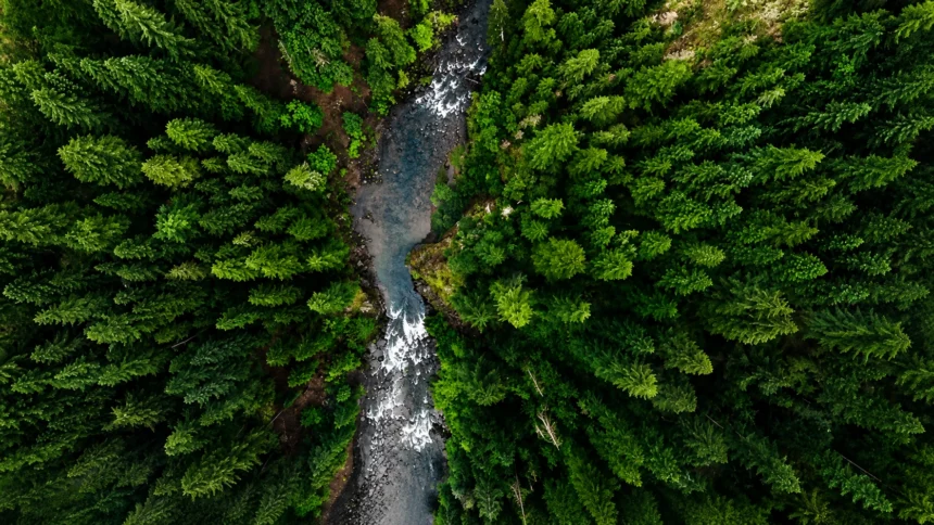 New Forests