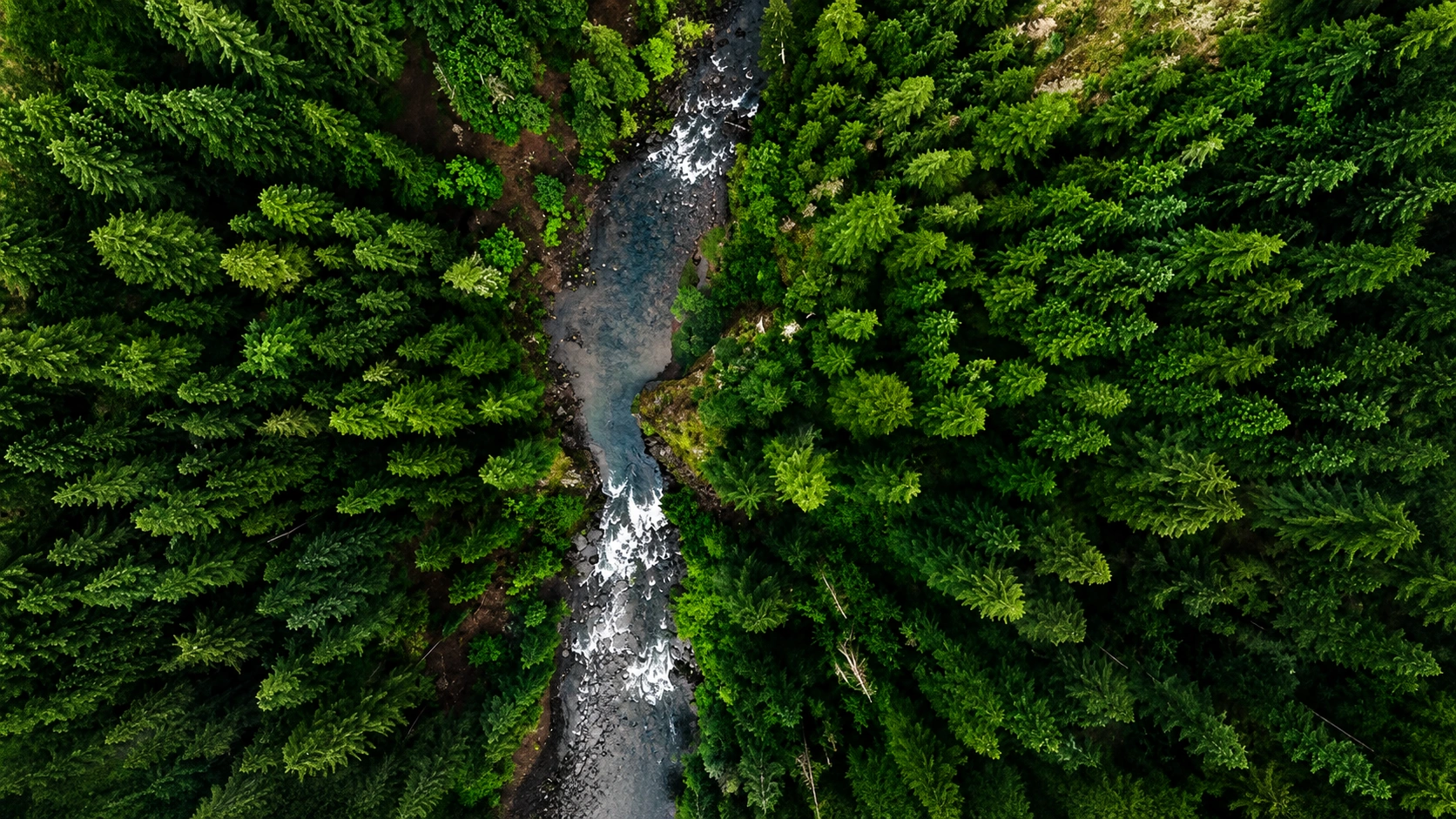 New Forests