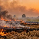 Stubble burning