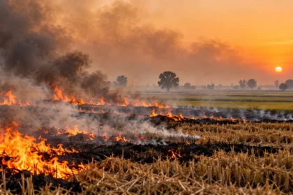 Stubble burning